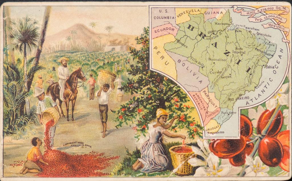 obraz przedstawiający uprawę kawy w Brazylii, rok 1889