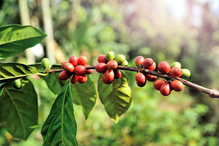 Warunki klimatyczne dla uprawy kawy