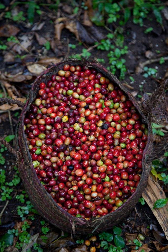 Ziarna kawowca, Etiopia