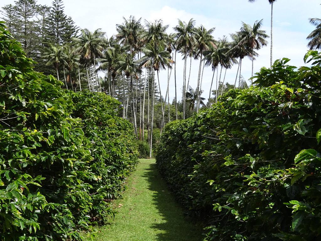 Plantacja kawy i palmy Kentia